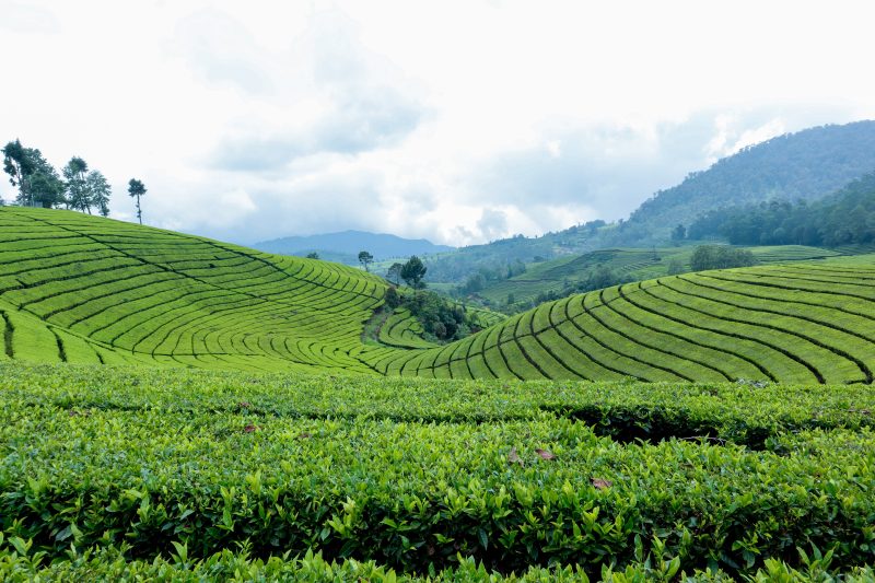 Tea Estates