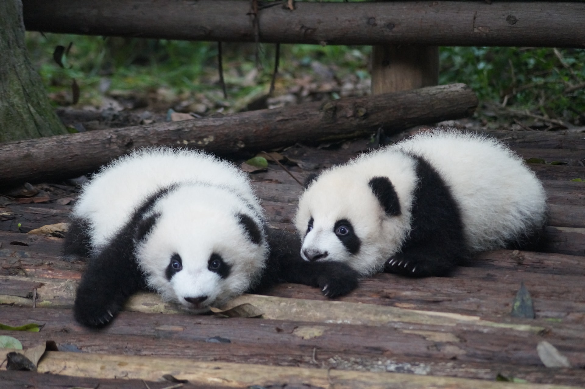 Chengdu Panda Breeding Research Center, Chengdu, China