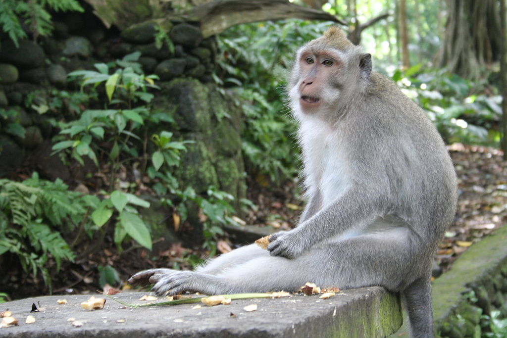 1024px-Bali_Indonesia_Ubud_Monkey_Forest_01
