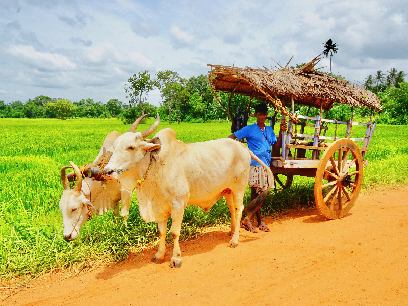 Ethical Tourism in Sri Lanka