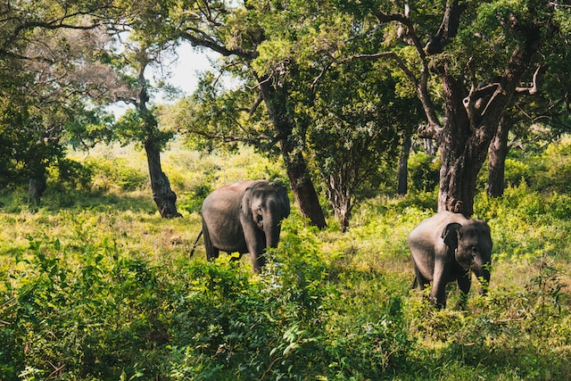 Yala National Park 