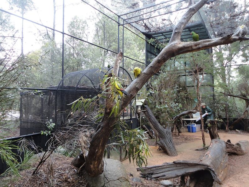 Bird enclosure at Healesville