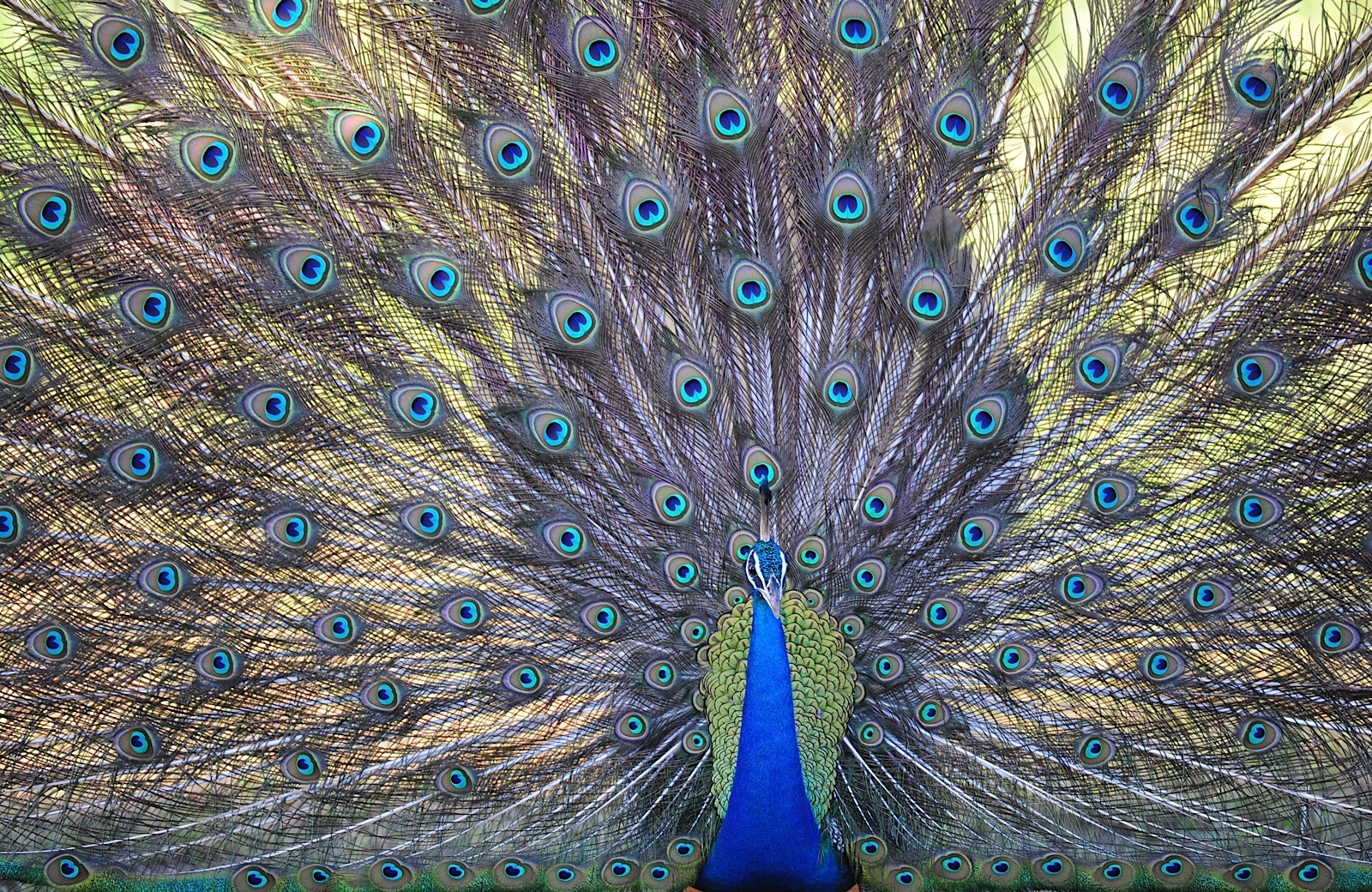 peacock in yala, birds in yala