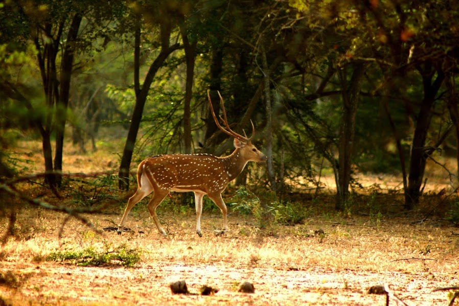 Sri Lankan axis deer yala national park
