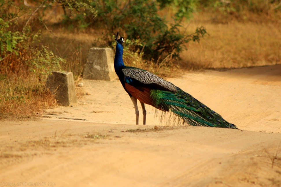 Free roaming Peacocks in Yala