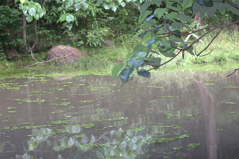 kaludiya pokuna dambulla, කළුදිය පොකුණ