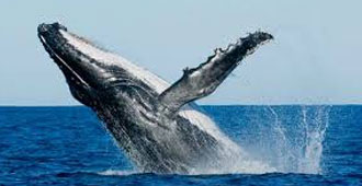 Whale Watching Mirissa