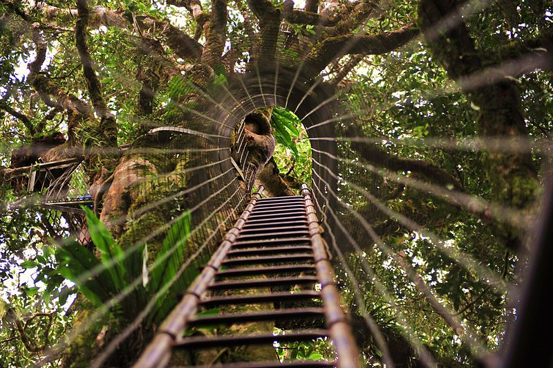 The treetops walk at Lamington National Park, Queensland, Australia.