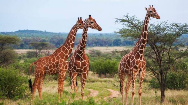 African Safari Vacation, Giraffes