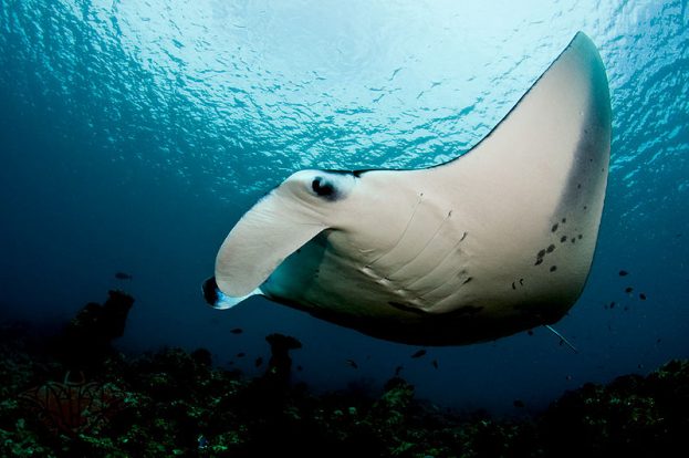 Reef manta ray in Maldives