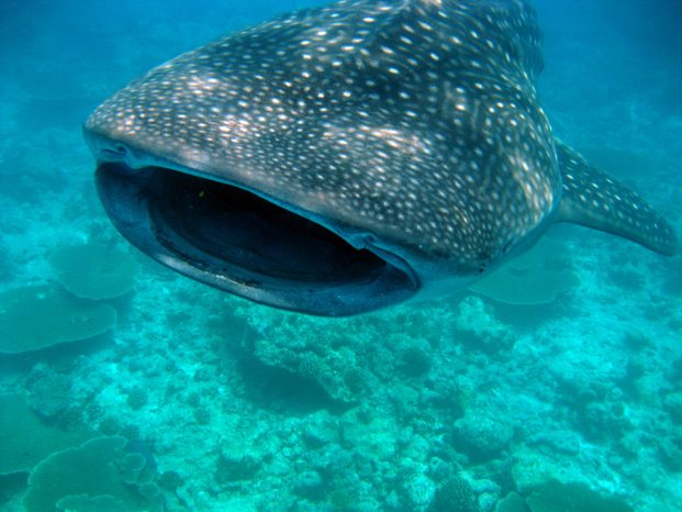 Whale shark , Maldives