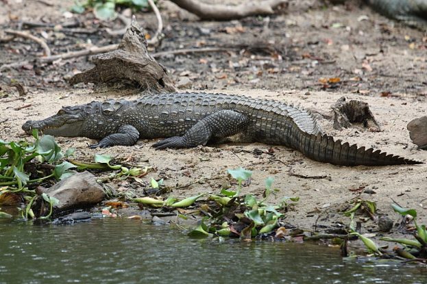 Crocodile_Sri_Lanka