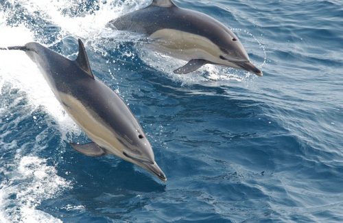 Swim with the Dolphins