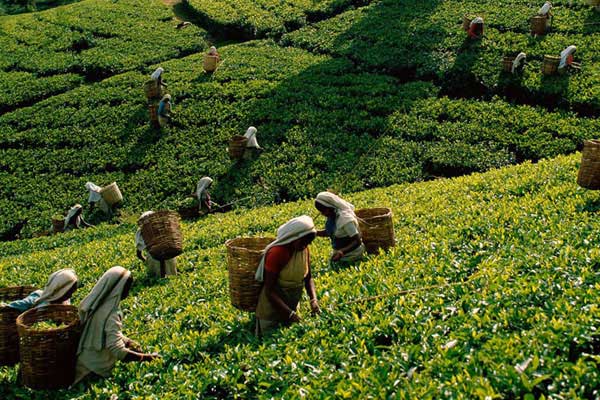 Tea Plucking