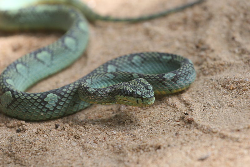 Snake Farm | Image Credit - Gihan Jayaweera, CC BY-SA 3.0 via Wikipedia Commons