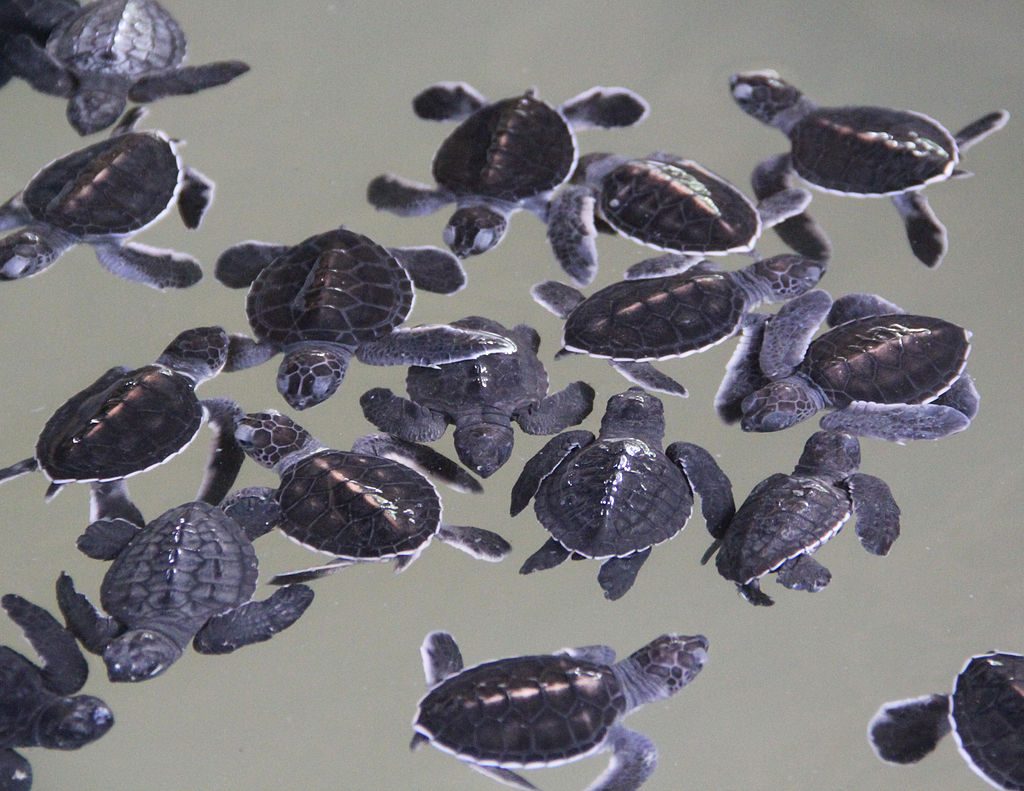 Turtle Sanctuary Kosgoda | Image Credit - Antony Stanley from Gloucester, UK, CC By SA 2.0 via Wikipedia Commons