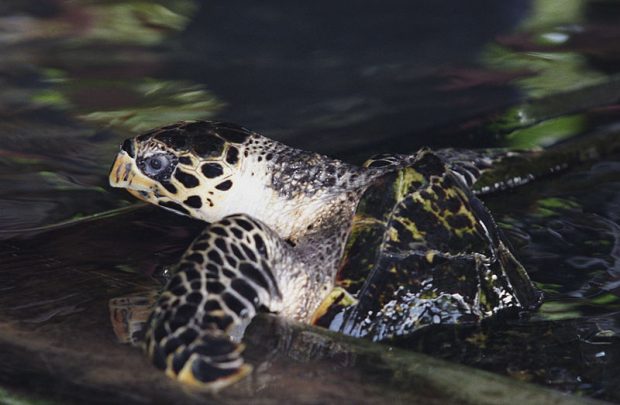 Hawksbill sea turtle, Kosgoda Turtle Hatchery, Sri Lanka