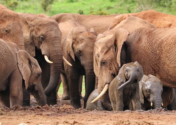 Udawalawe National Park