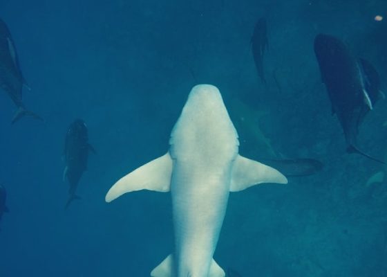Marine Life of Maldives