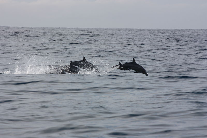 Mirissa, whale and dolphins watching | Image Credit - Arian Zwegers CC BY 2.0 Via Wikimedia Commons