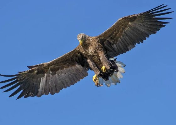 Falconry in Abu Dhabi