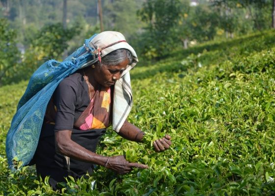 Handunugoda Tea Estate Sri Lanka