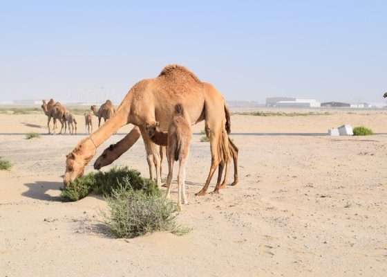 Dubai Wildlife Parks