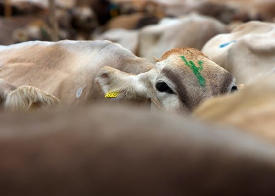 Friday Goat Market