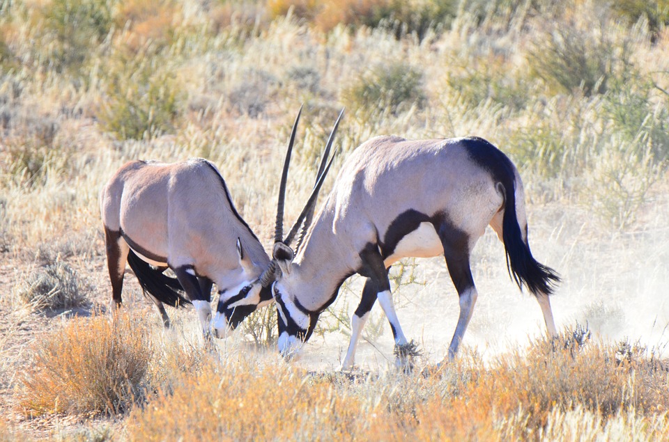 wildlife tour qatar