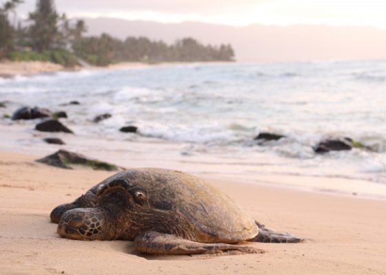 Turtle Watching in Sri Lanka