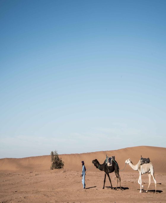 Camel Trekking