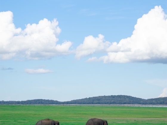 Elephants in Wasgamuwa National Park