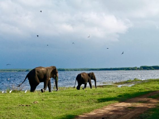 Elephant Safari in Sri Lanka