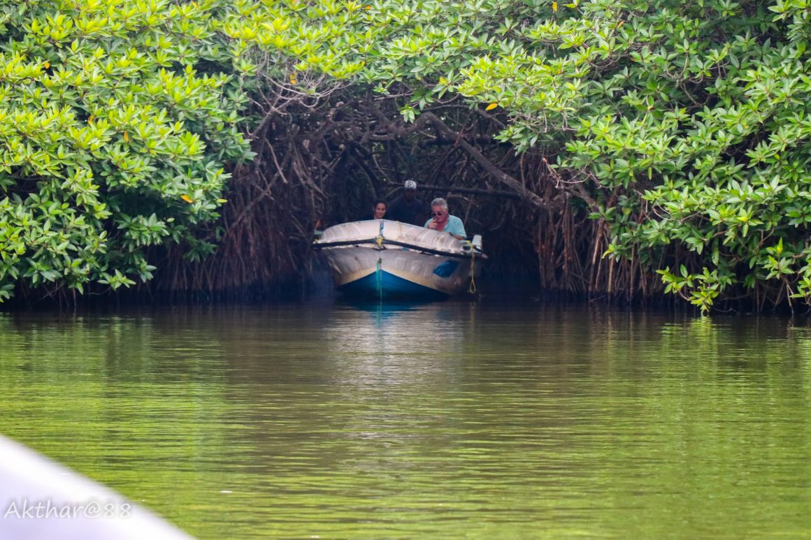 madu river boat safari photos