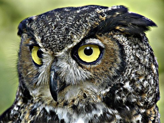Great Horned Owl