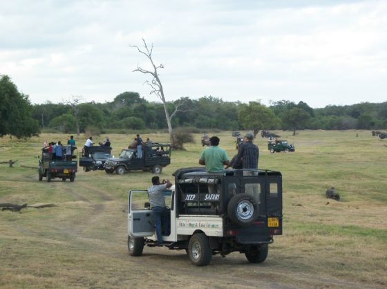 Safaris At Minneriya National Park The Vacation Gateway safaris-at-minneriya-national-park-the-vacation-gateway