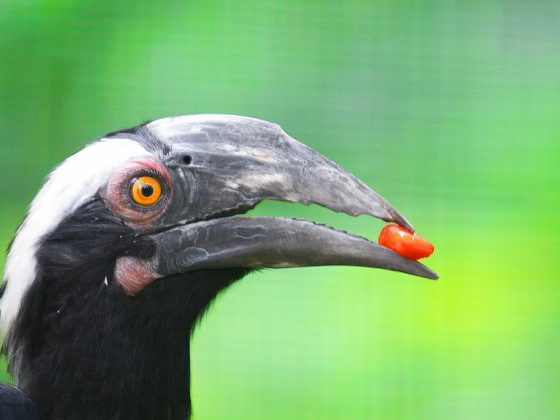 Kuala Lumpur Bird Park