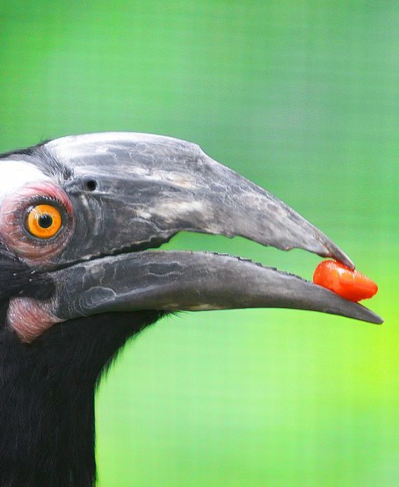 Kuala Lumpur Bird Park