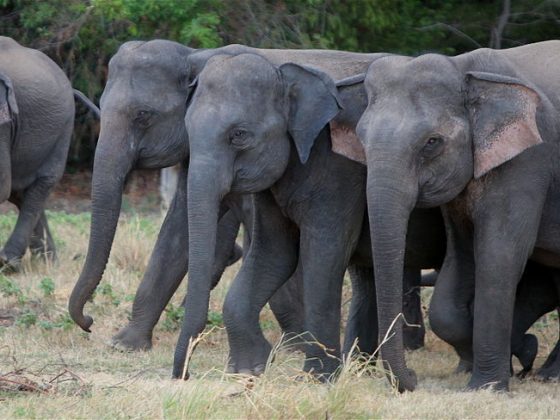 Minneriya National Park