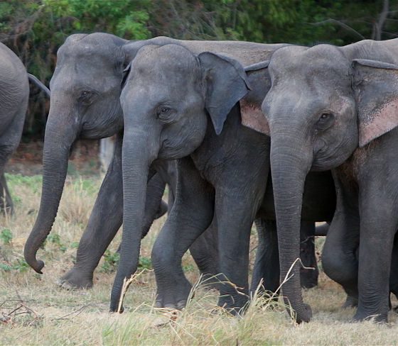 Minneriya National Park