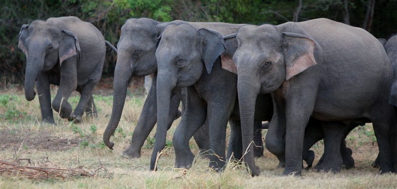 Minneriya National Park