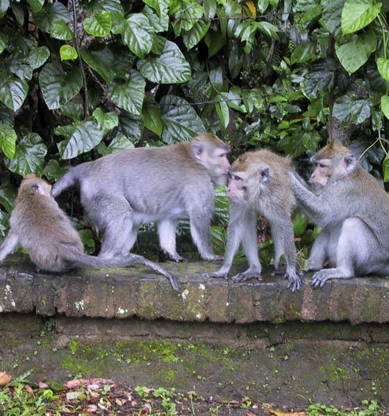 Ubud Monkey Forest