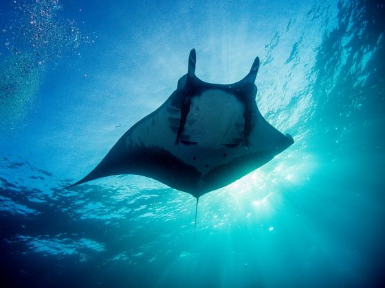 Manta Rays