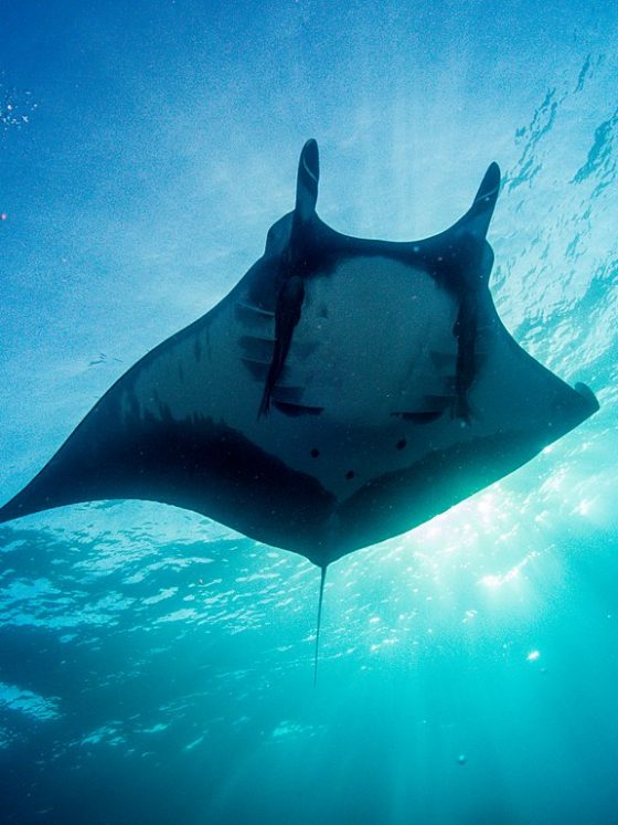 Manta Rays