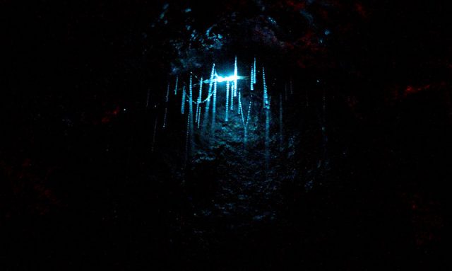 glowworm