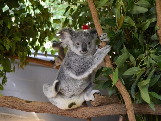 Lone Pine Koala Sanctuary