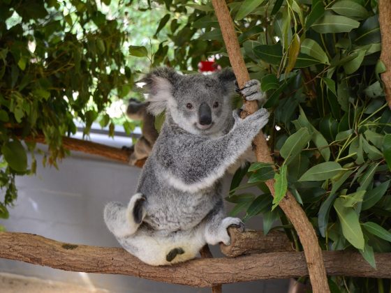 Lone Pine Koala Sanctuary