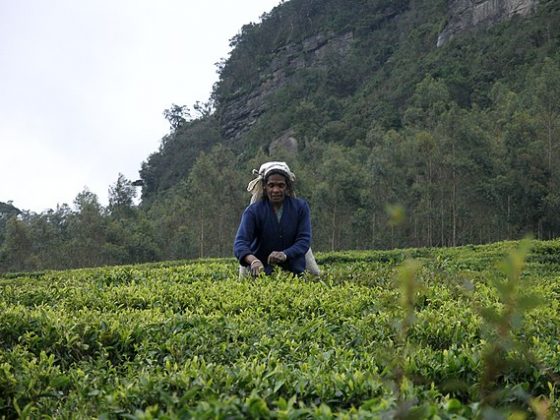 Sri Lanka, Tea plantations near Nuwara Eliya