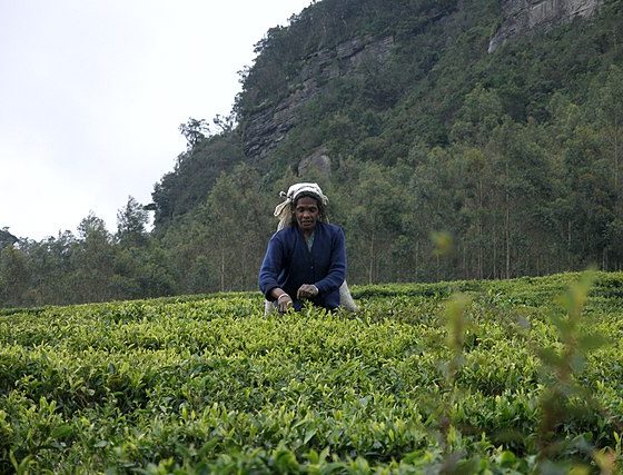 Sri Lanka, Tea plantations near Nuwara Eliya