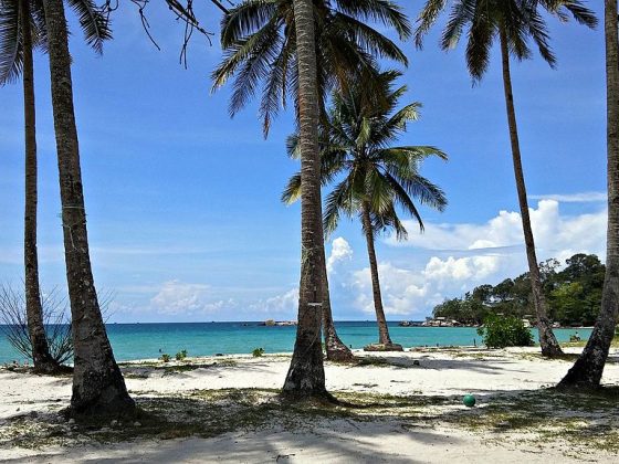 Andrian Vernandes, Coconut Tree and The Blue-Green Sea, Pantai Trikora, Kabupaten Bintan